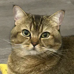 Beau